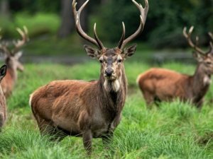 chasse